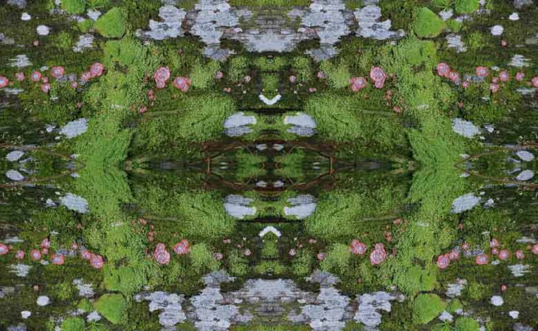 Natureza Art&iacute;stica