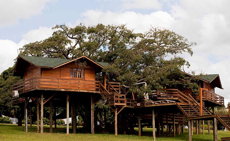 Projetos de arquitetura inusitada com árvore dentro de casa